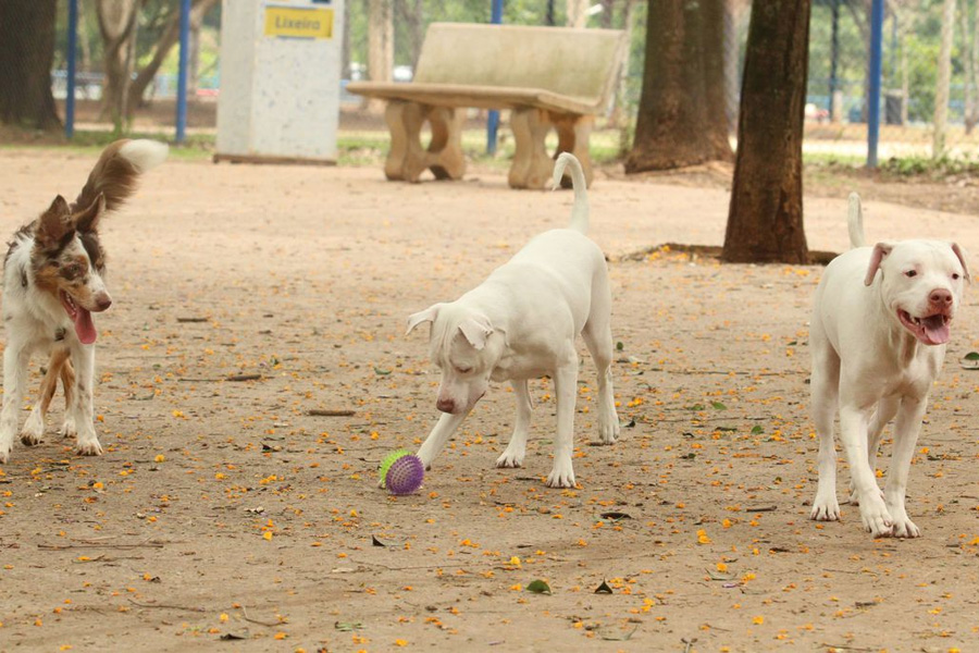 Ministério determina recolhimento de petiscos para cães - News Rondônia