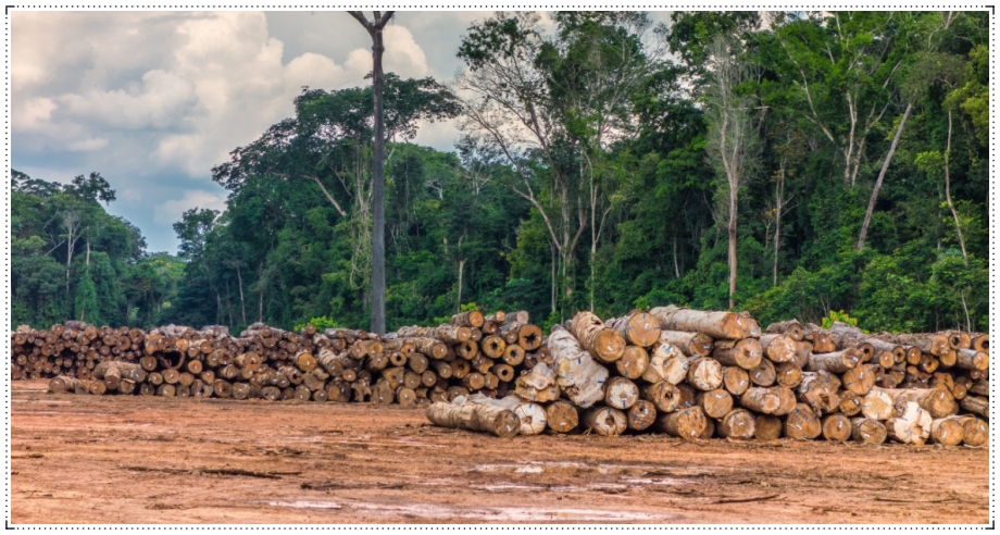 Porto Velho: município lista como o 3º maior emissor de gás de efeito estufa - News Rondônia
