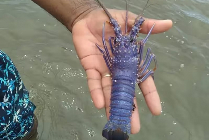 Beleza exótica: lagosta azul é vista e preservada em Alagoas - News Rondônia