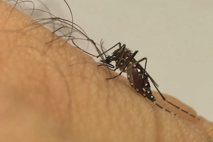 Brasil registra mais de mil mortes por dengue em 2022 e bate recorde histórico - News Rondônia