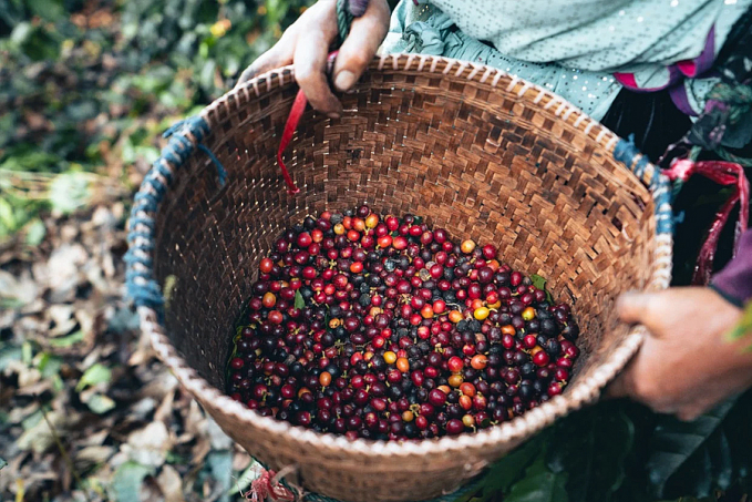 Embrapa implanta Unidades Experimentais do projeto Rede Café em Rondônia - News Rondônia