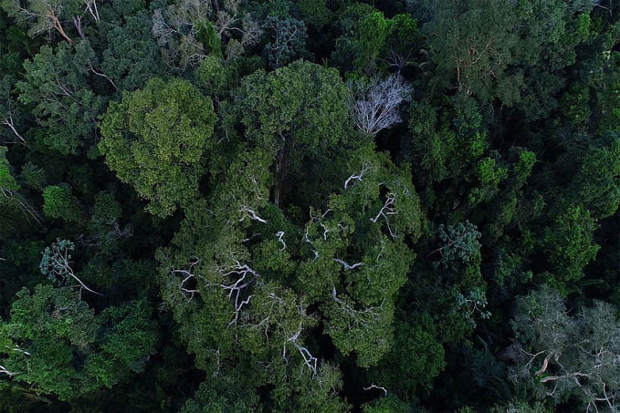 MP muda normas de gestão de florestas para fomentar mercado de carbono - News Rondônia