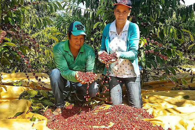 Incentivo à produção sustentável fortalece comunidades indígenas de Rondônia - News Rondônia