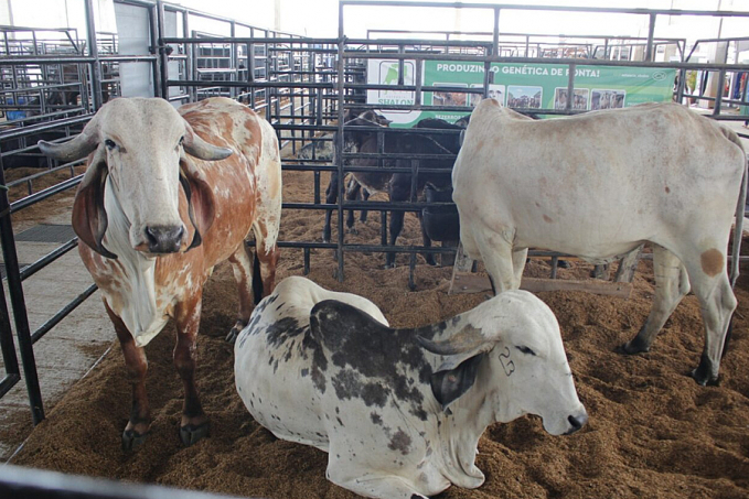 Animais de boa sanidade expostos na Feira mostram resultado do trabalho do Governo de Rondônia - News Rondônia