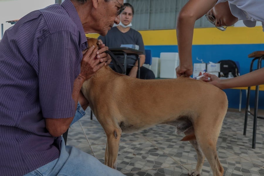 Vacinação para cães e gatos será realizada nos condomínios do Bairro Novo - News Rondônia