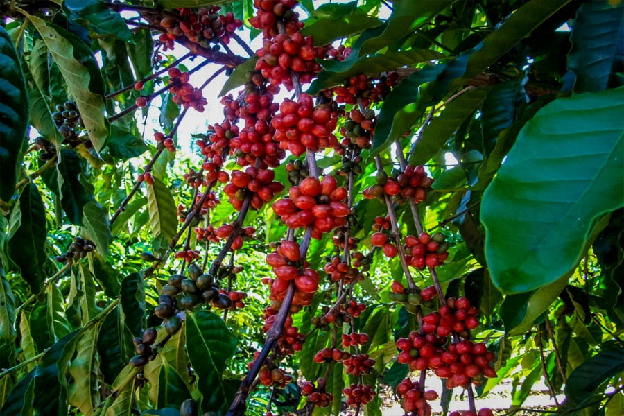 Agronegócio avançou com investimentos do Governo de Rondônia em ações neste ano - News Rondônia