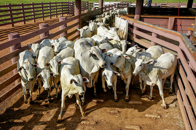 Redução de ICMS para saída de gado bovino é prorrogada pelo governador Marcos Rocha - News Rondônia