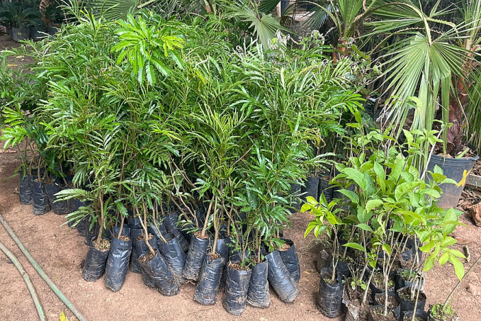 Energisa doa mudas de árvores em Cujubim - News Rondônia