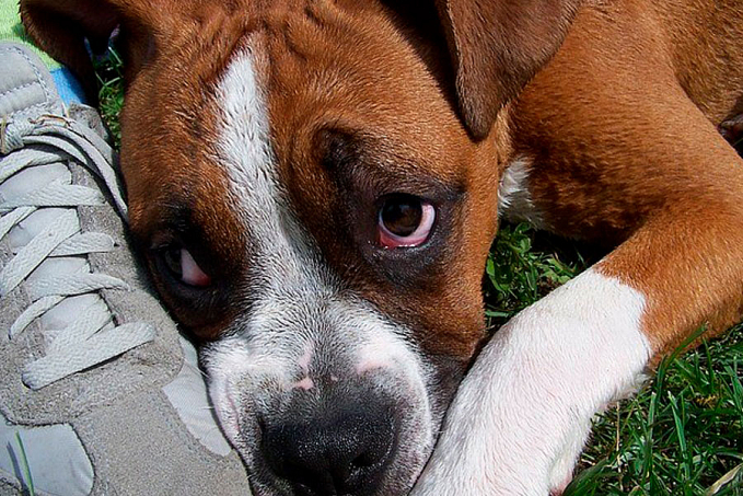 Pets não fazem birra nem sentem culpa - News Rondônia