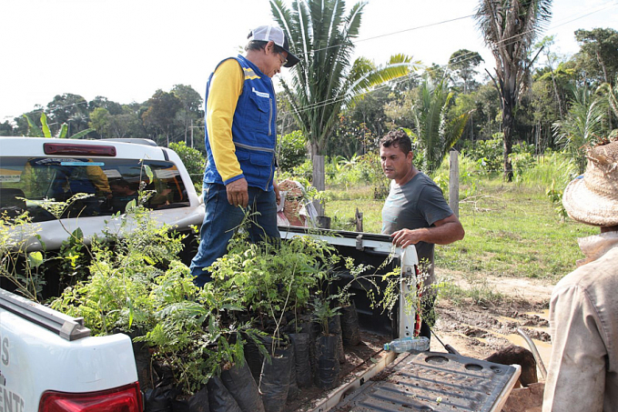 Doações de mudas para os moradores de Porto Velho incentivam a arborização na cidade - News Rondônia