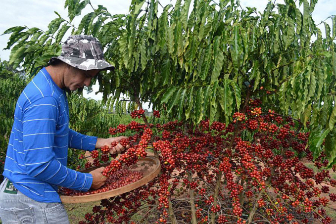 Qualidade do Concafé reforça a produção em Rondônia e experiência é destacada pelo Acre - News Rondônia