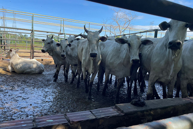 PC deflagra operação nelore e recupera 20 animais furtados em Candeias Do Jamari - News Rondônia