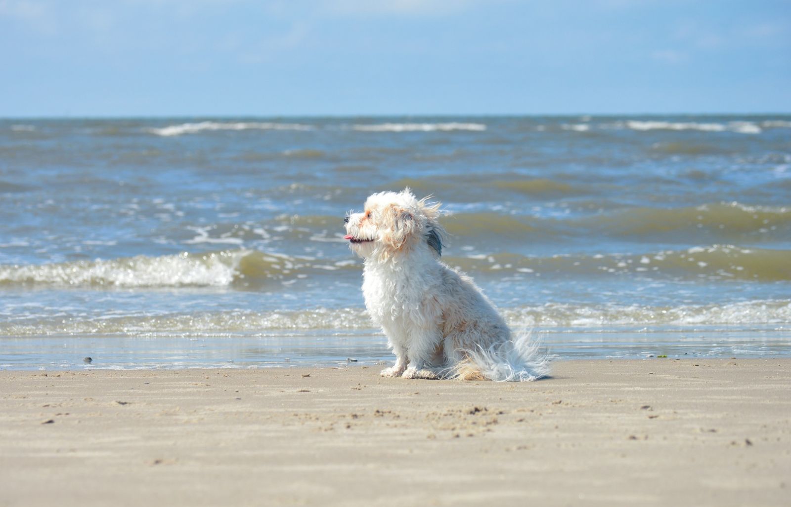 No verão redobre os cuidados com os pets - News Rondônia