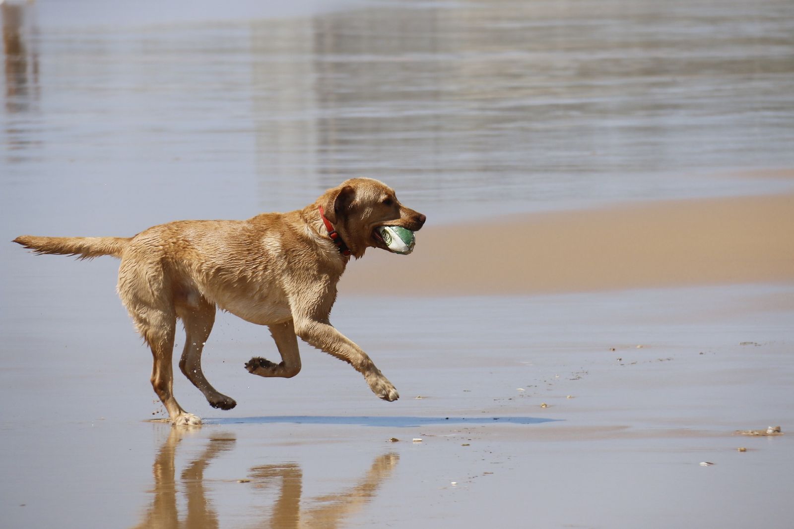 No verão redobre os cuidados com os pets - News Rondônia