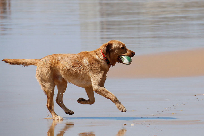 No verão redobre os cuidados com os pets - News Rondônia