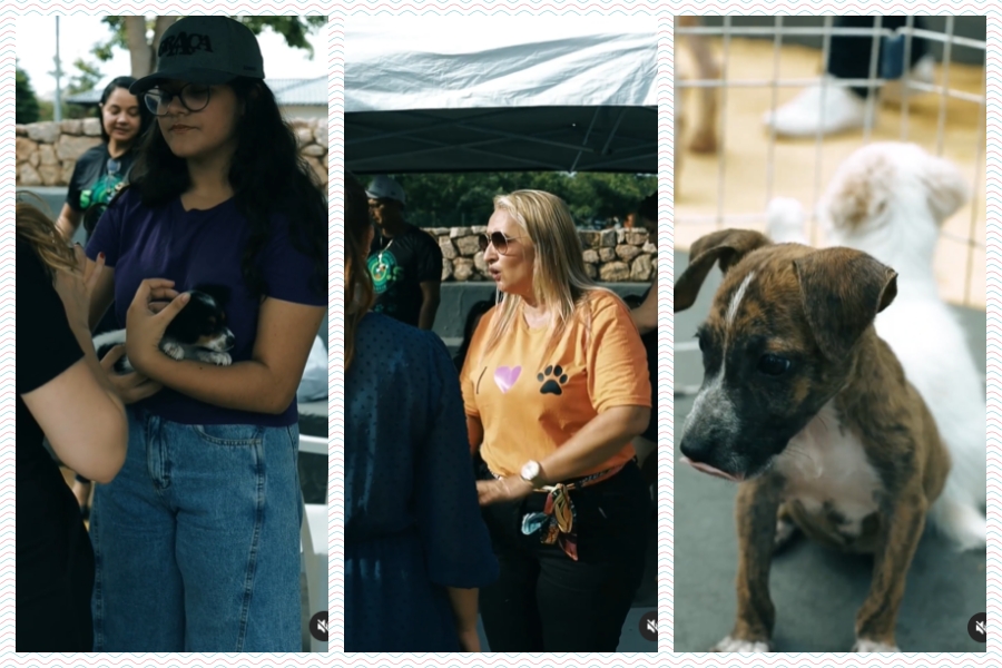 SEMA promove 5ª feira de adoção responsável de animais em Porto Velho com apoio da vereadora Márcia Socorrista Animais - News Rondônia