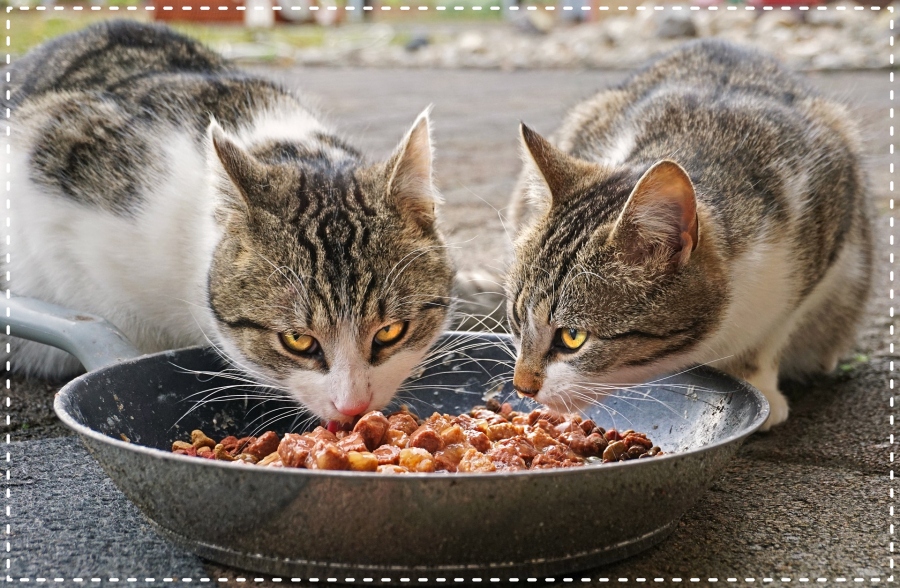 Saiba como cuidar da higiene bucal dos pets - News Rondônia