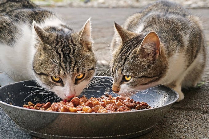 Saiba como cuidar da higiene bucal dos pets - News Rondônia