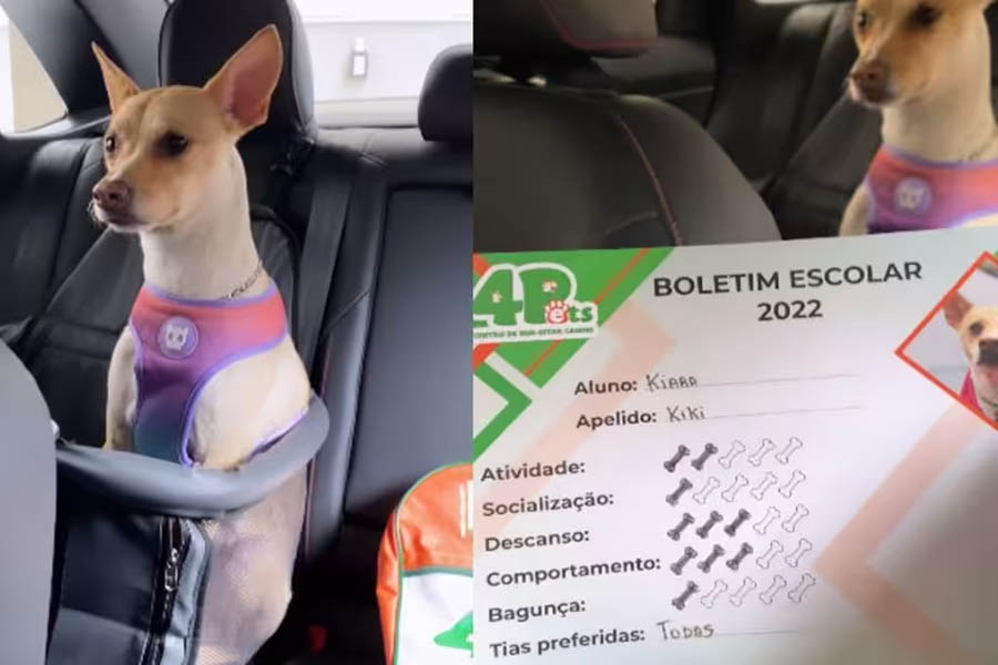 Cães viralizam com seus boletins escolares: auprovado por bom cãoportamento - News Rondônia