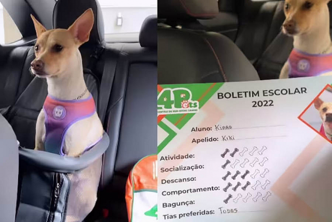 Cães viralizam com seus boletins escolares: auprovado por bom cãoportamento - News Rondônia