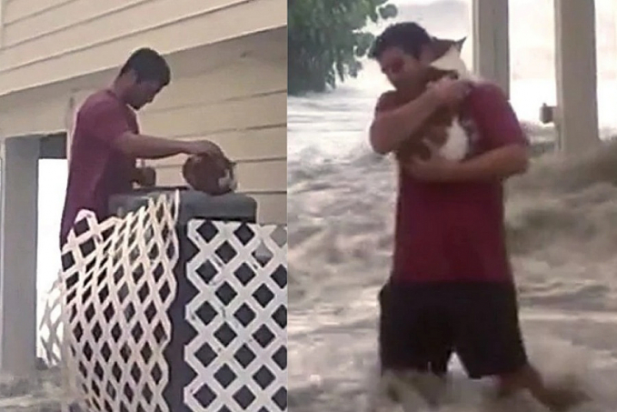 Homem arrisca a vida durante furacão Ian, salva gato e o adota - VÍDEO - News Rondônia