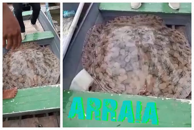 Vídeo impressionante: pescadores do Acre conseguiram capturar arraia de 50 quilos - News Rondônia