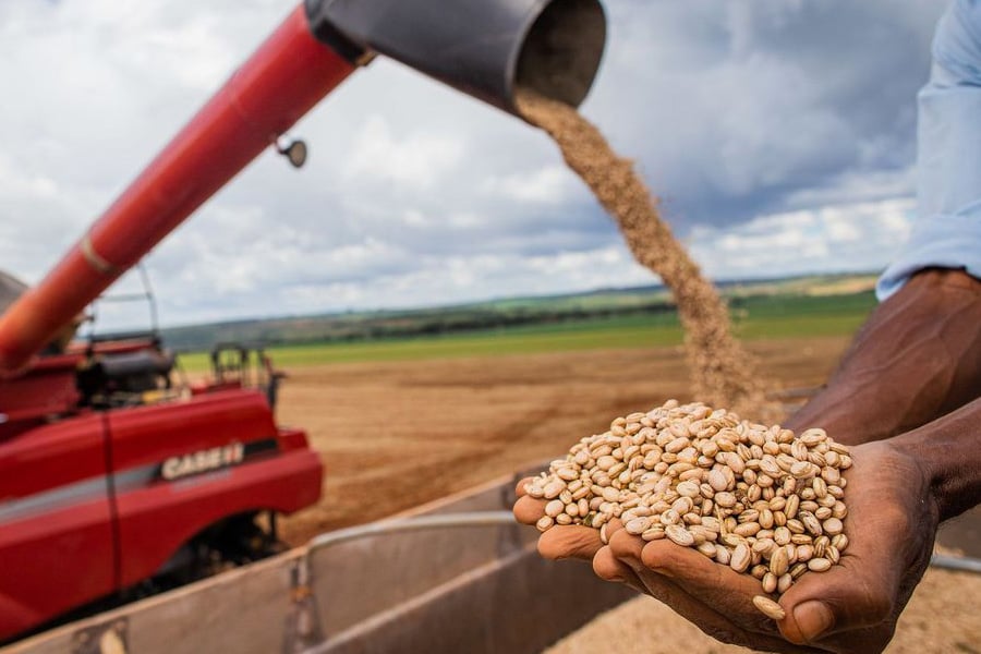 Aumento da temperatura vai afetar a produção de feijão no Brasil - News Rondônia