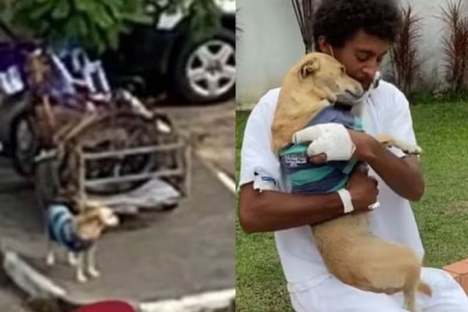 Reencontro de cadela que esperou 20 dias pelo tutor no hospital emociona web - News Rondônia