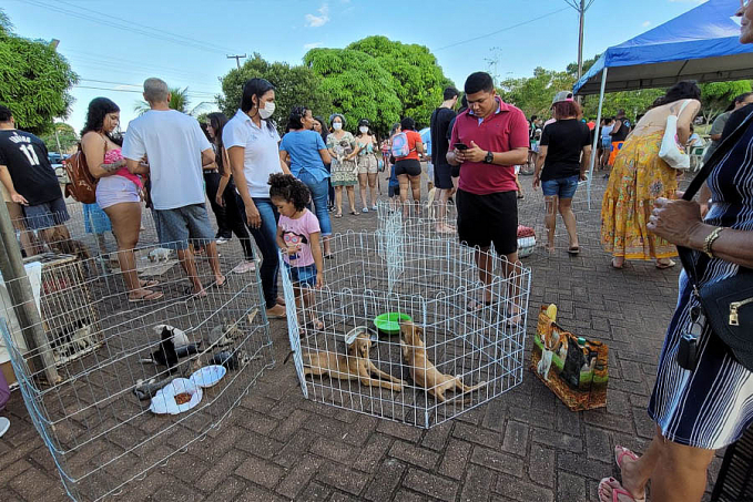 Feira de Adoção Responsável de Cães e Gatos é adiada para 26 de novembro - News Rondônia