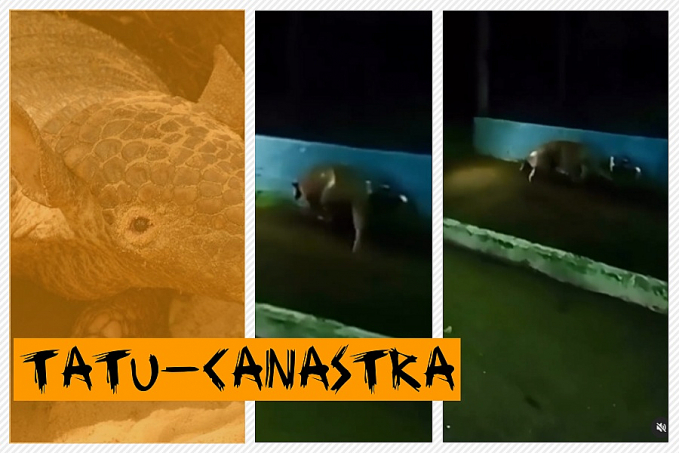 Tatu-gigante é flagrado em Porto Velho e vídeo impressiona moradores - News Rondônia