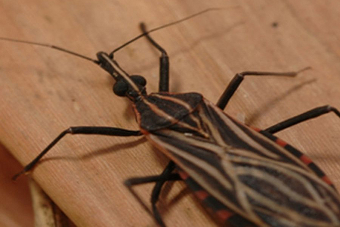 Variante genética protege indígena da Amazônia contra doença de Chagas - News Rondônia
