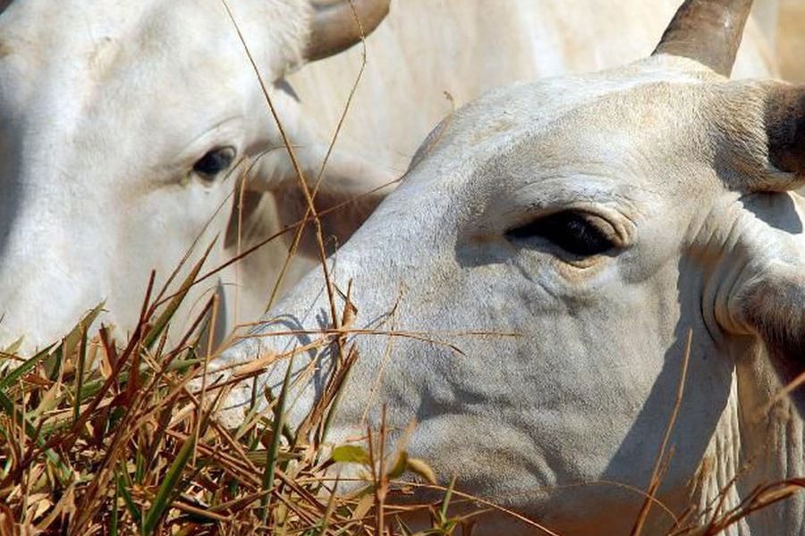 Espanha detecta um caso atípico de doença da vaca louca, diz OIE - News Rondônia