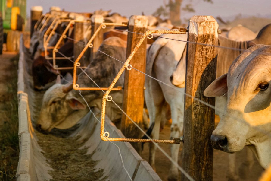 Governador Marcos Rocha se reúne com ministro da Agricultura e discute demandas para investimentos na produção do Estado de Rondônia - News Rondônia