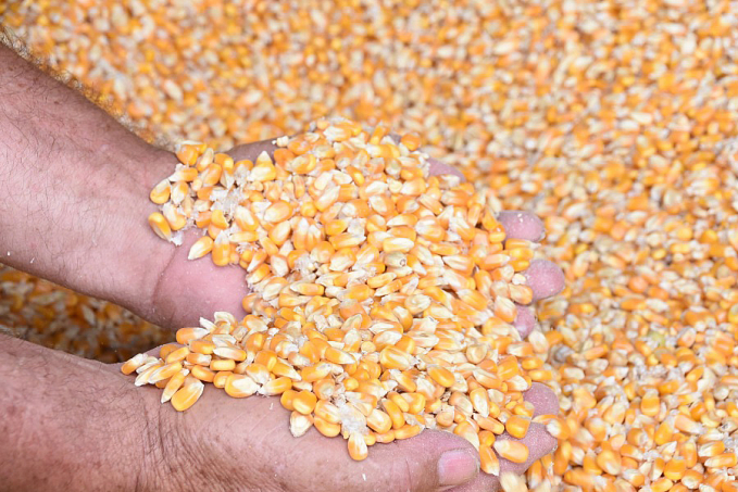 Produção agropecuária do Brasil alimenta 1 bilhão de pessoas no mundo - News Rondônia
