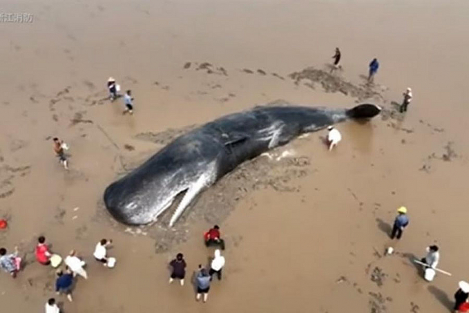Após 20 horas, bombeiros e voluntários devolvem baleia ao mar  Vídeo - News Rondônia