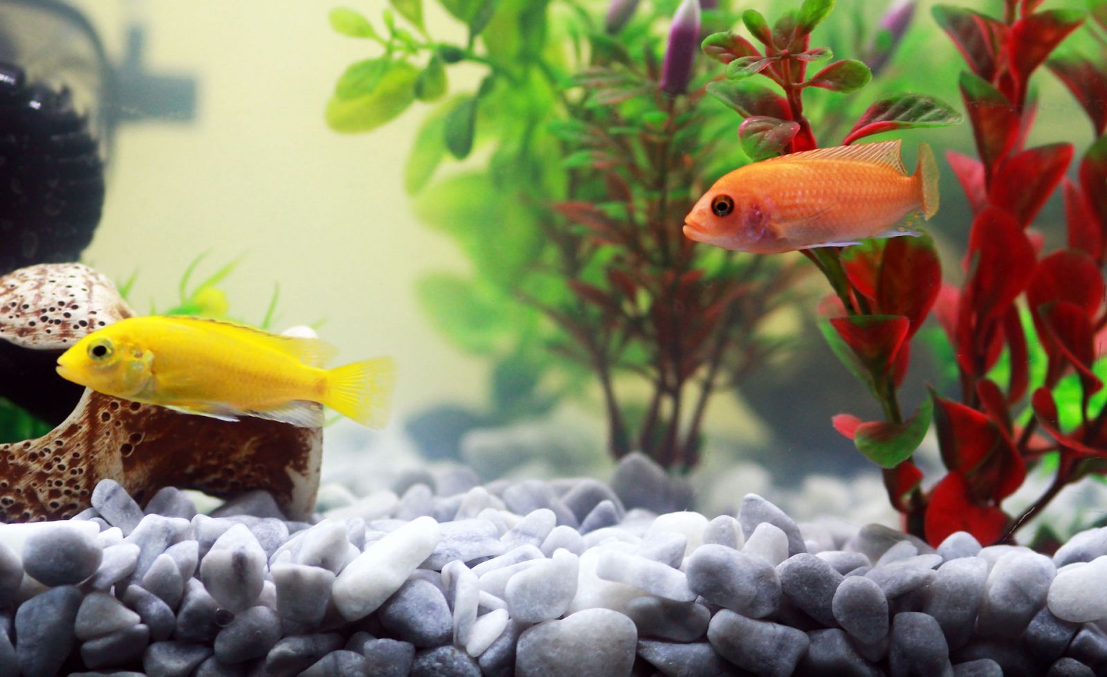 Peixes ornamentais encantam mais de 11 milhões de brasileiros - News Rondônia