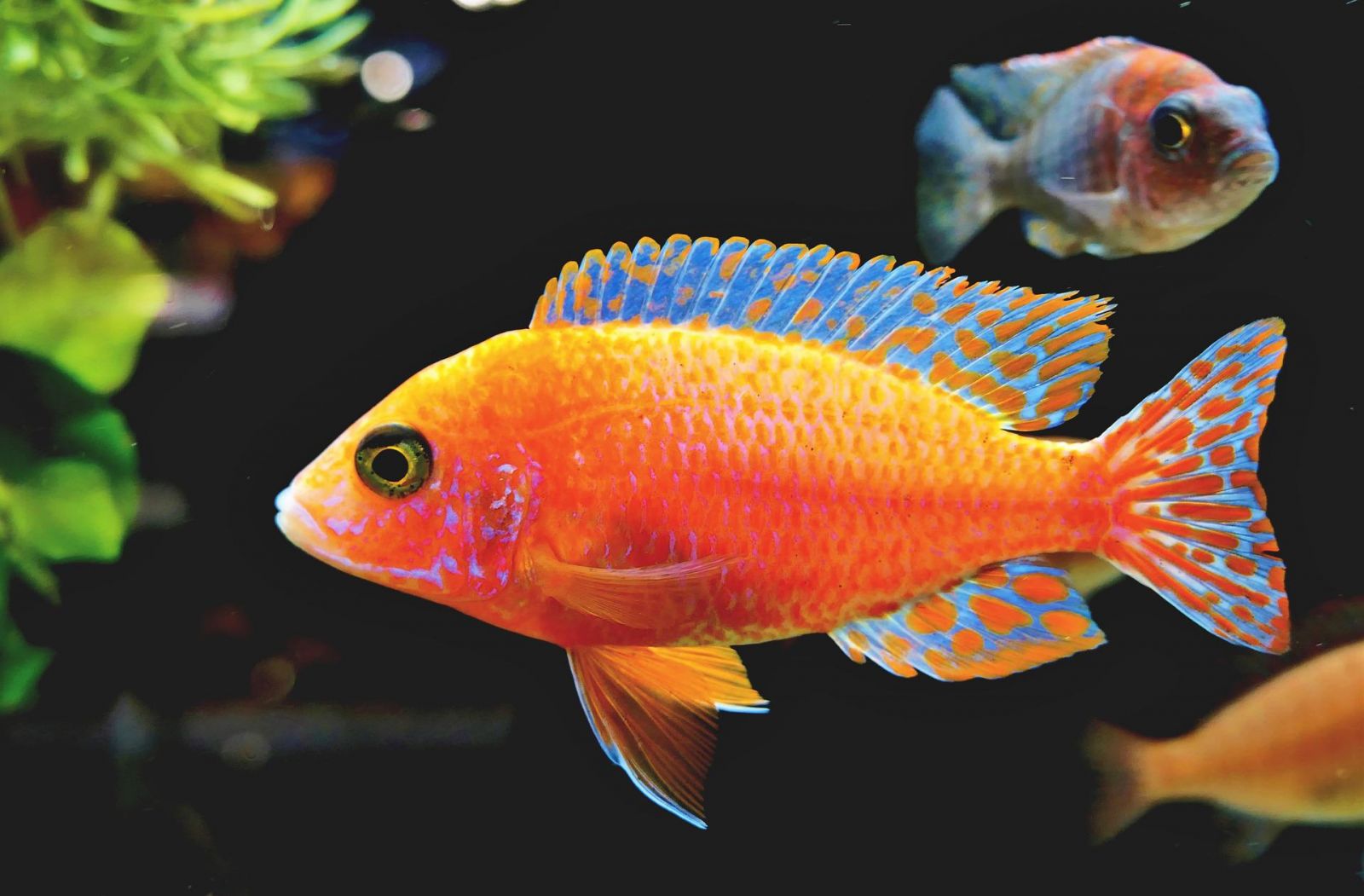Peixes ornamentais encantam mais de 11 milhões de brasileiros - News Rondônia