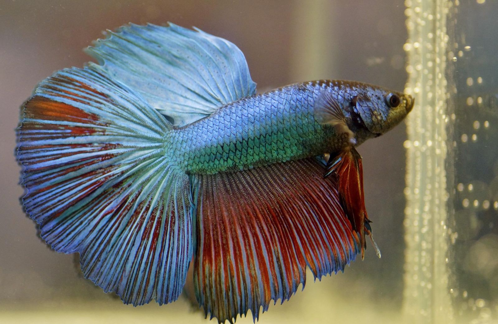 Peixes ornamentais encantam mais de 11 milhões de brasileiros - News Rondônia