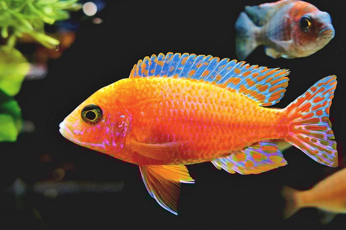 Peixes ornamentais encantam mais de 11 milhões de brasileiros - News Rondônia