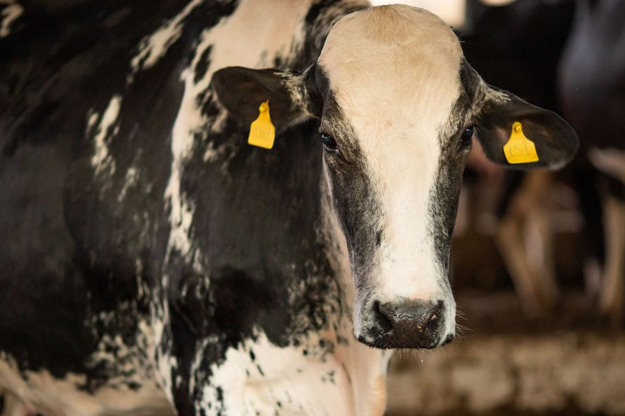 Vaca louca: confirmado que caso recente é atípico - News Rondônia