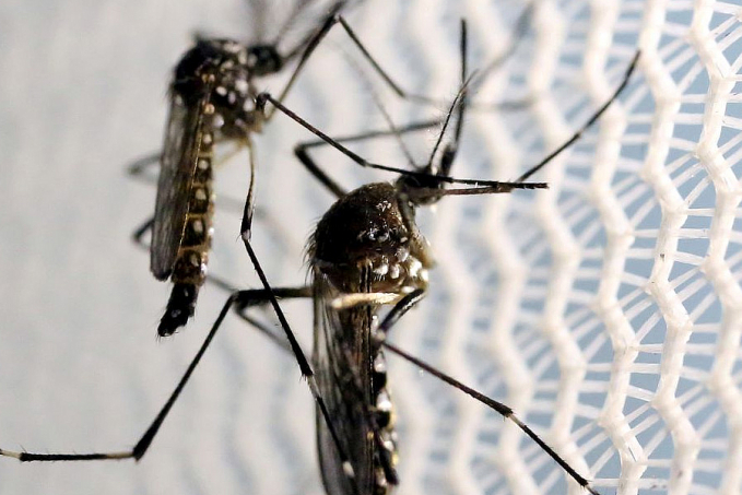 Saúde lança campanha após aumento da dengue, Zika e chikungunya - News Rondônia