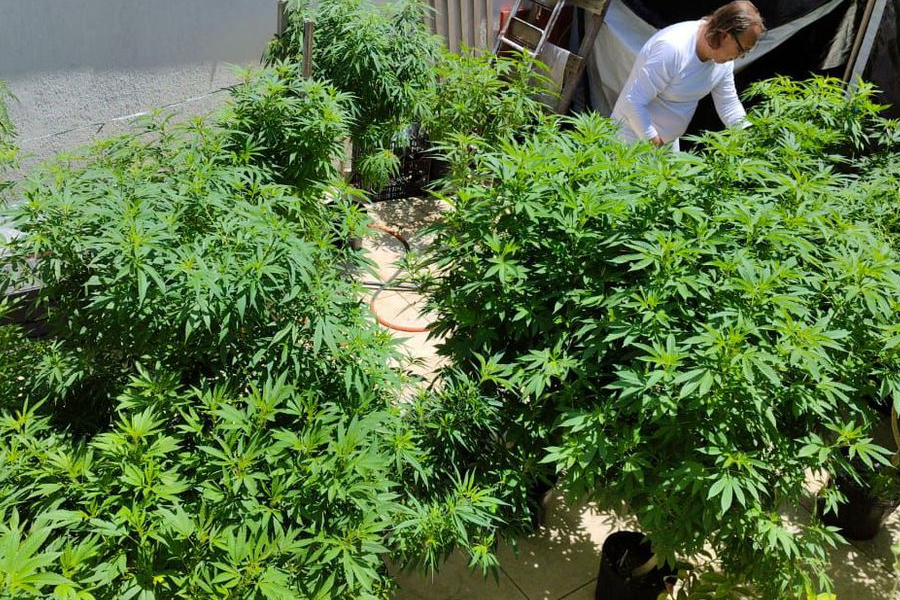 Venda nas farmácias de produtos à base de cannabis cresce 342,3% - News Rondônia
