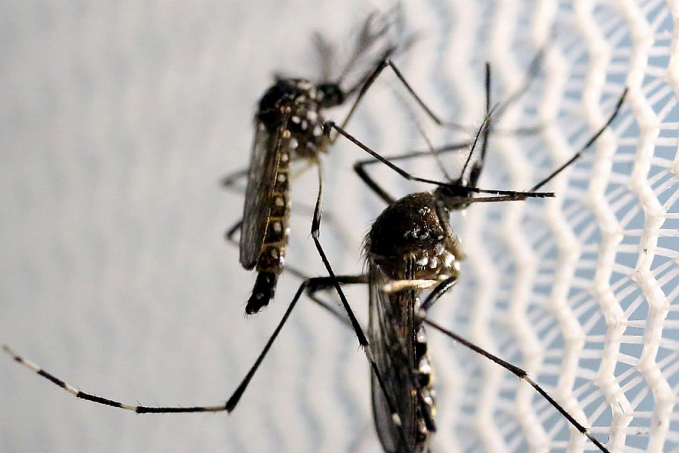 Casos de dengue aumentam 113,7% nos quatro primeiros meses de 2022 - News Rondônia