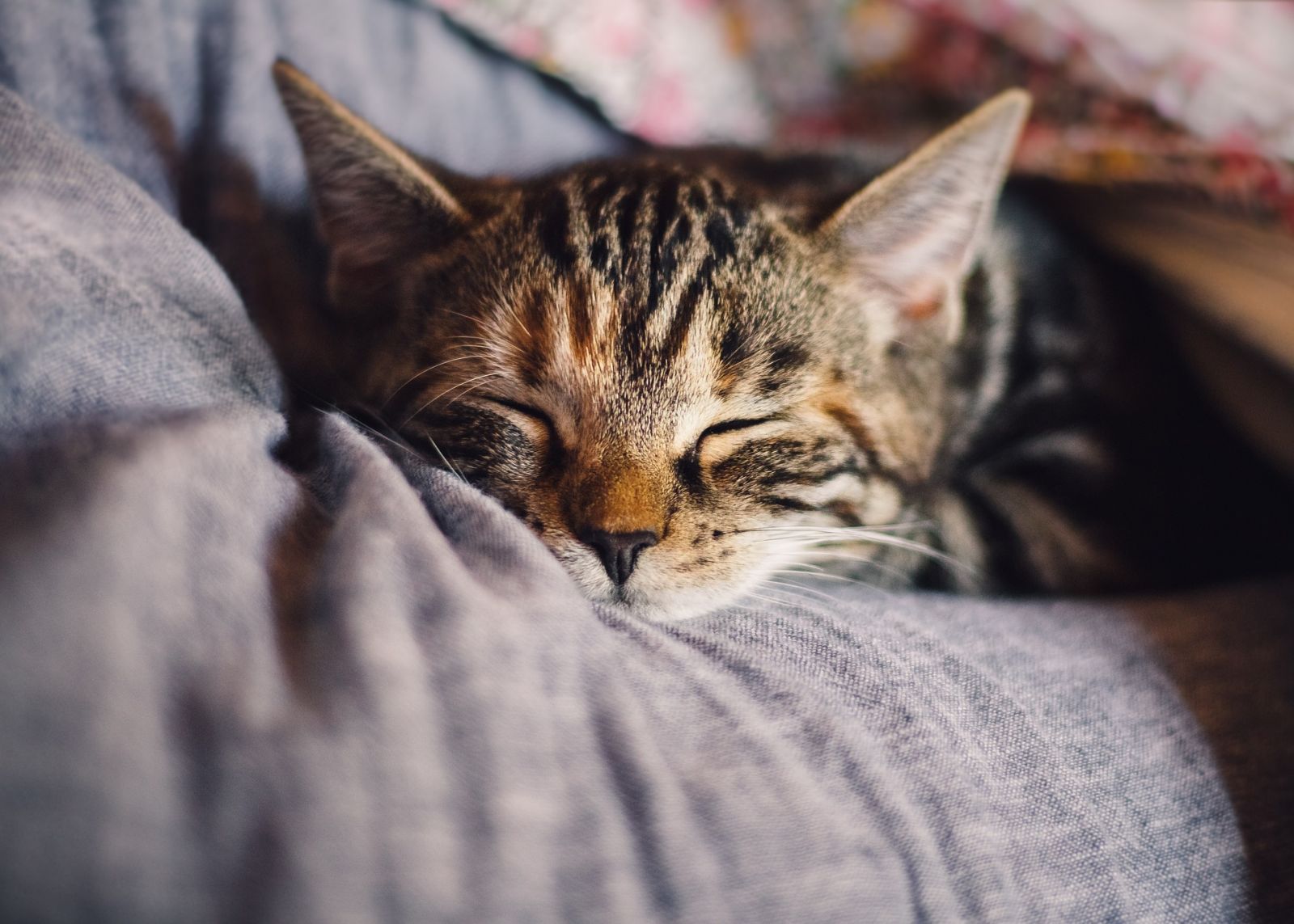 Pets e a sensibilidade aos sons - News Rondônia