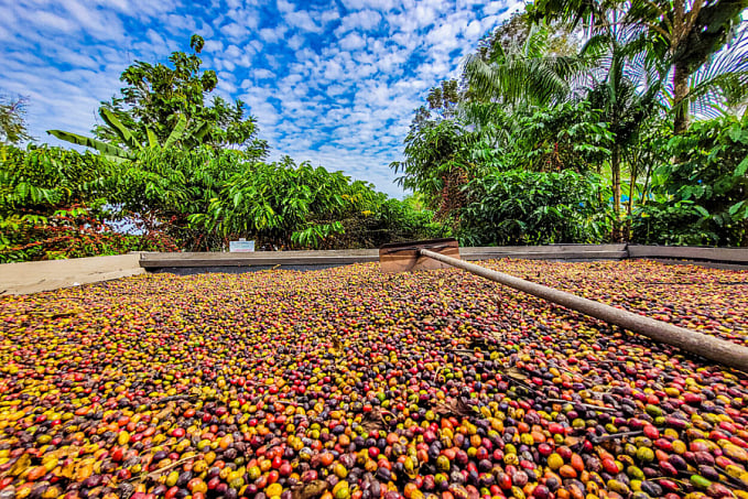 No Dia Nacional do Café, a 10ª edição da Rondônia Rural Show destaca a importância dos cafeicultores do Estado - News Rondônia