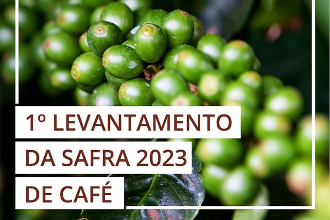 Levantamento da Conab estima produção de café em 54,74 milhões de sacas na safra 2023 - News Rondônia