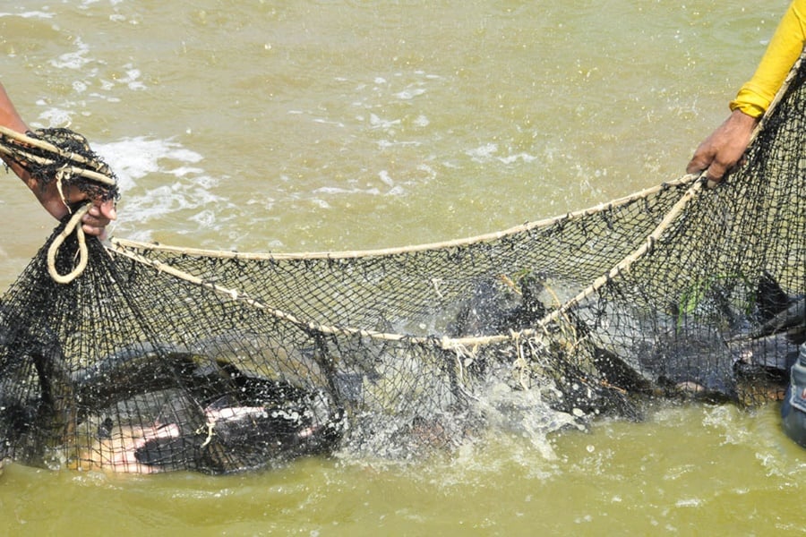 Rondônia ocupa 3° lugar entre os maiores produtores de peixes do país - News Rondônia