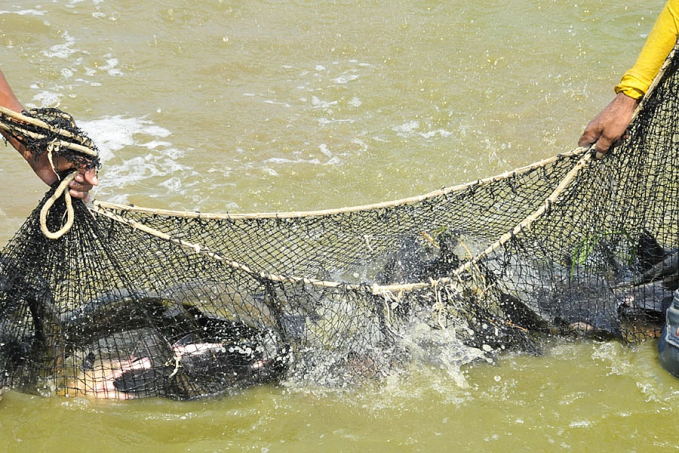 Rondônia ocupa 3° lugar entre os maiores produtores de peixes do país - News Rondônia