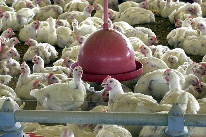 Ministério suspende feiras de aves para evitar gripe aviária no país - News Rondônia