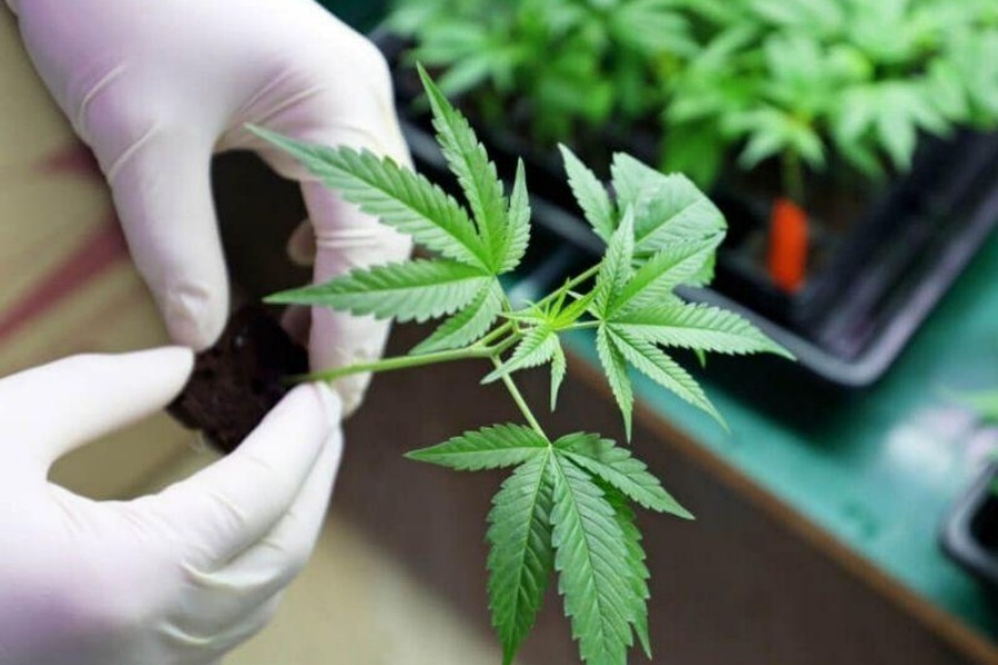 Inédito: STJ autoriza famílias a plantar maconha para fins medicinais - News Rondônia